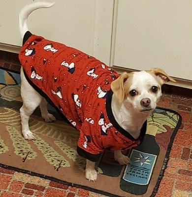 Waffles who loves her jammies!