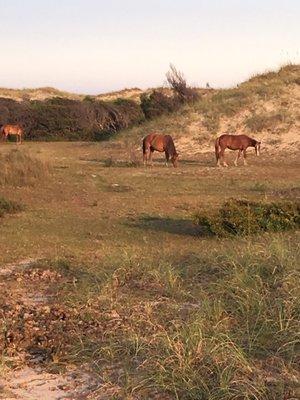 After a little hike on the island, I found the beautiful horses!