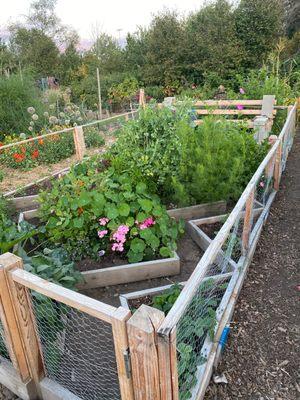 Eastlake P-Patch Community Gardens