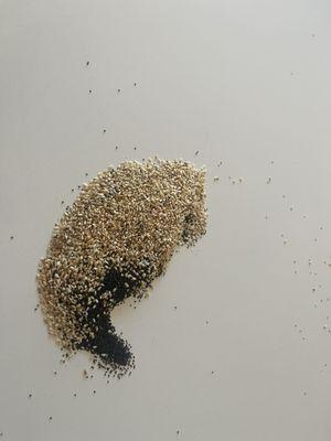 Fallen off seeds