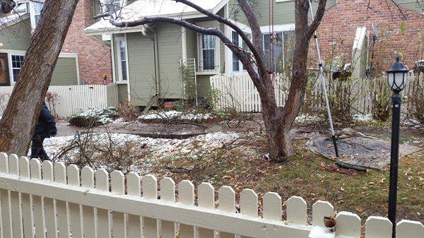 Portion of butchered tree, with all leaf-bearing limbs removed from the left side.  Also, the debris dropped on neighbors flowers and bushes