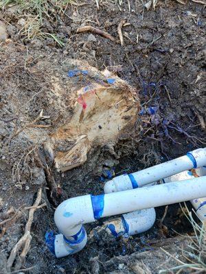 Not easy to work around these roots. They are massive.