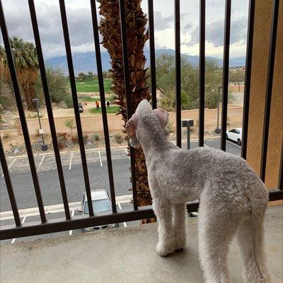 Pet Friendly! Onyx Getting A Peek At The Golfers!