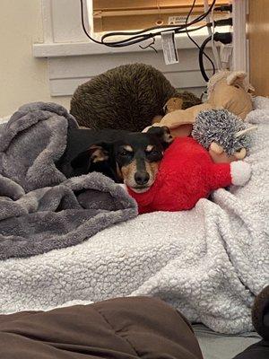 Oscar- 1 hour post dental cleaning and extractions... Comfy and relaxed surrounded by his toys feeling much better!