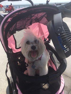 Poppy at the St Petersburg Pier 2022