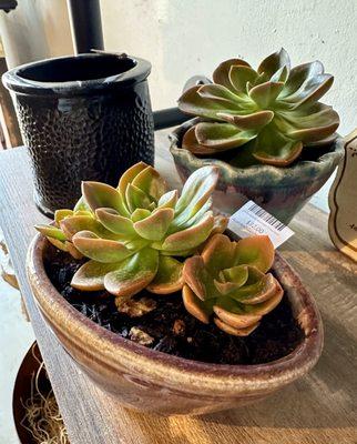 Live succulents in handmade pottery