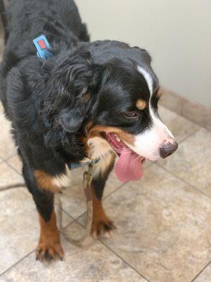 Our 1 year old puppy at the vet 's visit