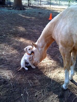 Young Love