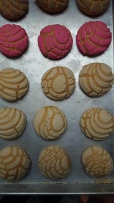 Mini conchas