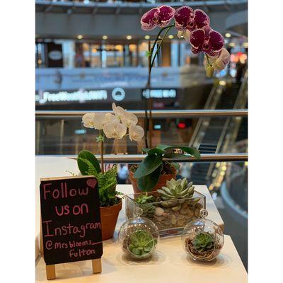 Orchids and Succulents make the best gifts!
Visit us at our Fulton location today