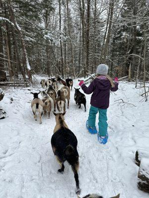 Into The Woods Farm Goat Adventure