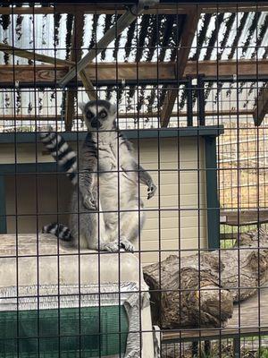 MoMo one of the rescue lemurs.