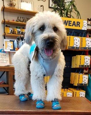 Ranger modeling his new Ruffwear Boots and Jet Stream cooling Vest.