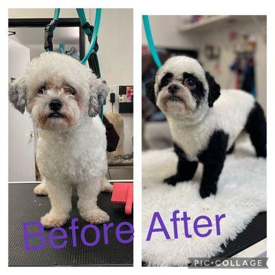 Dior came to us for a complete new make over! 

She came as Dior, left as Panda