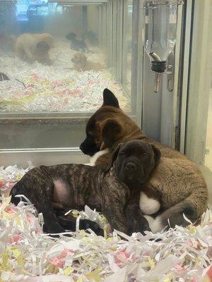 Akita puppy