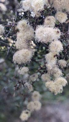 Coyote Brush