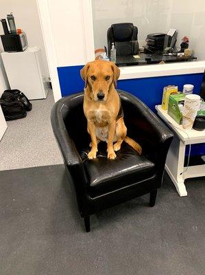 Our mascot Roofus is ready to start his initial fitness consultation at Lift Positive Fitness in Beverly, MA.