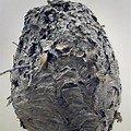 Hornets nest typically found attached to homes or in trees