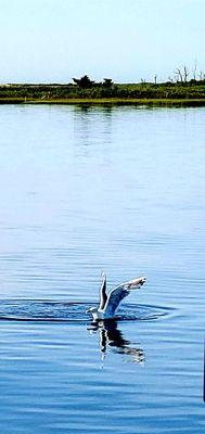 Seagull scores some Bait fish