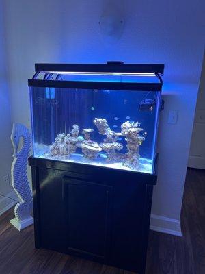 My 65gallon reef tank