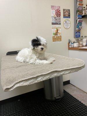 Blanket given to her by the staff because she was cold and shaking