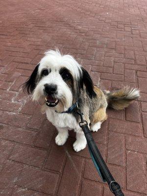 Walter is excited to go shopping and get a bath in the grooming salon!