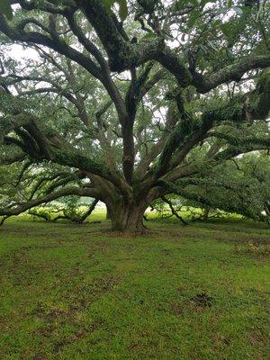 Live oak with a crown of 132 in diameter