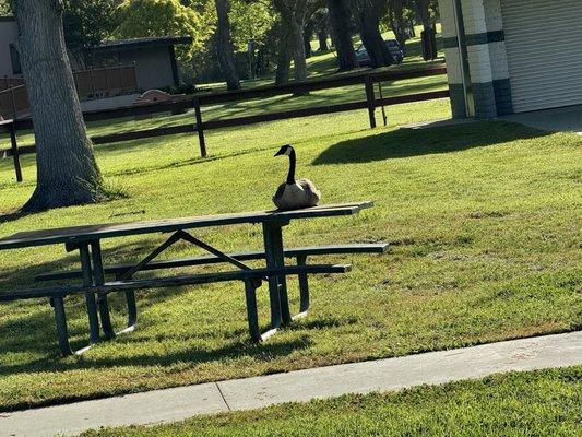 The resident sarcastic goose.