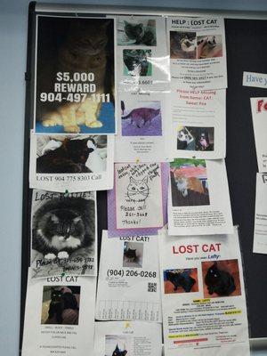 Lost cats