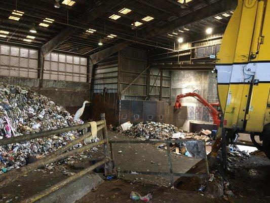 At left is an egret, one of many birds in the transfer station earlier in the week. At right is a dump truck backing up to the railing.