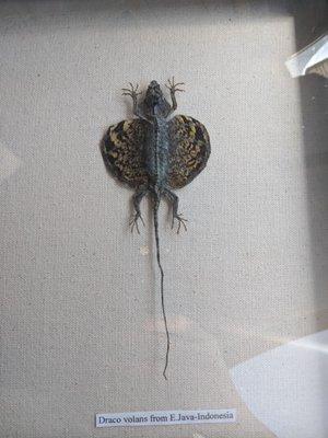 Draco volans from Indonesia