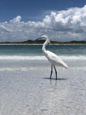 Birds on Shell Key