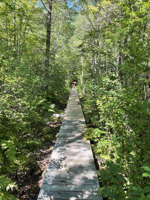 Beaver Pond boardwalk