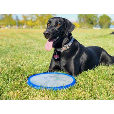 Duke 9yr Blk/Labrador