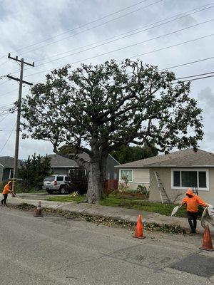 Castillo Tree Service