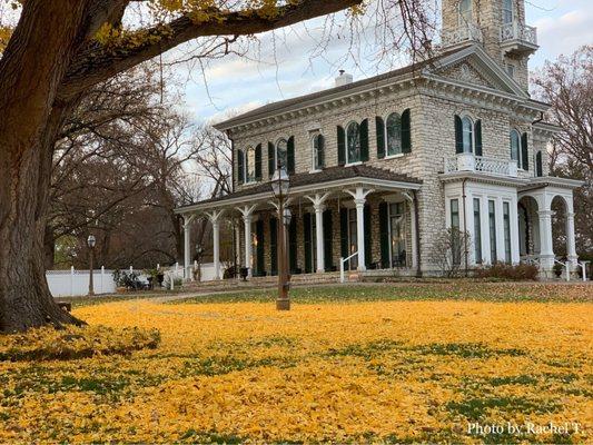 Magical yellow leaves from the Ginkgo tree blanketing the grass in front of the Oakland House Museum. : November 20, 2021