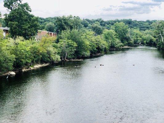 Great views of the Huron River that cuts through Fuller Park.