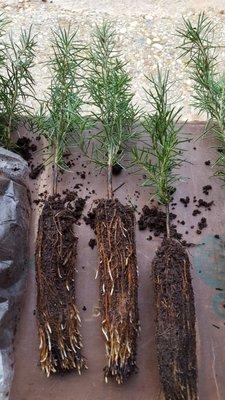 Now is the time to plant Douglas Fir seedlings.  Seedlings are $1.50 each or 10 for $14.00.  Limited amount