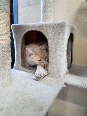 Chester, the shop cat