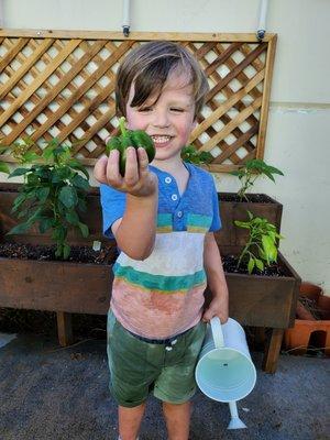 Our first bell pepper of the summer!