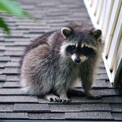 Raccoon on shingle roof