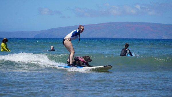 Surfing with Church, Maui's only k-9 surfing instructor