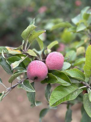 Dew dropped apples