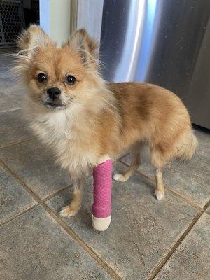 Pup with her new bandage