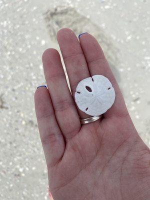 Sand dollar