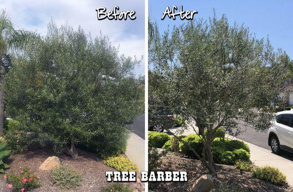 An unruly Olive tree gets a good trim!