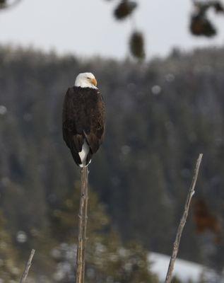 Yellowstone Expeditions