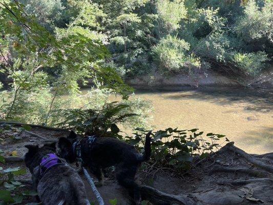 San Lorenzo River was great for wading & floating