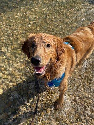 Marley happy in the water!