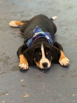 Taking a break in puppy class.